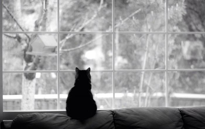 窓辺で外を眺める猫の後ろ姿
