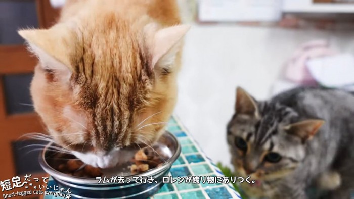 ごはんを食べる茶色い猫