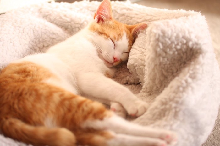 毛布の上で寝ている猫