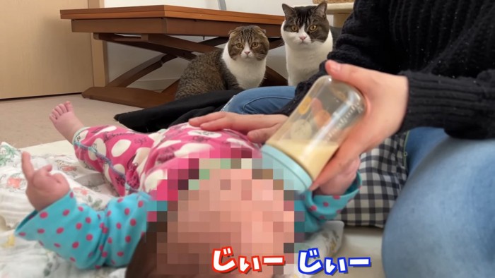 赤ちゃんを見る2匹の猫