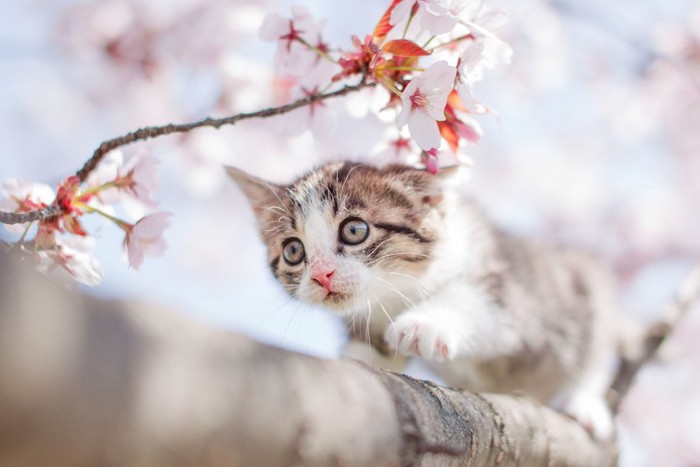 桜の木の上に登る身体能力の高い子猫
