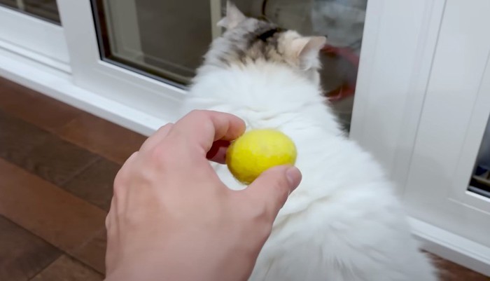 猫の背中に近づく黄色いボール