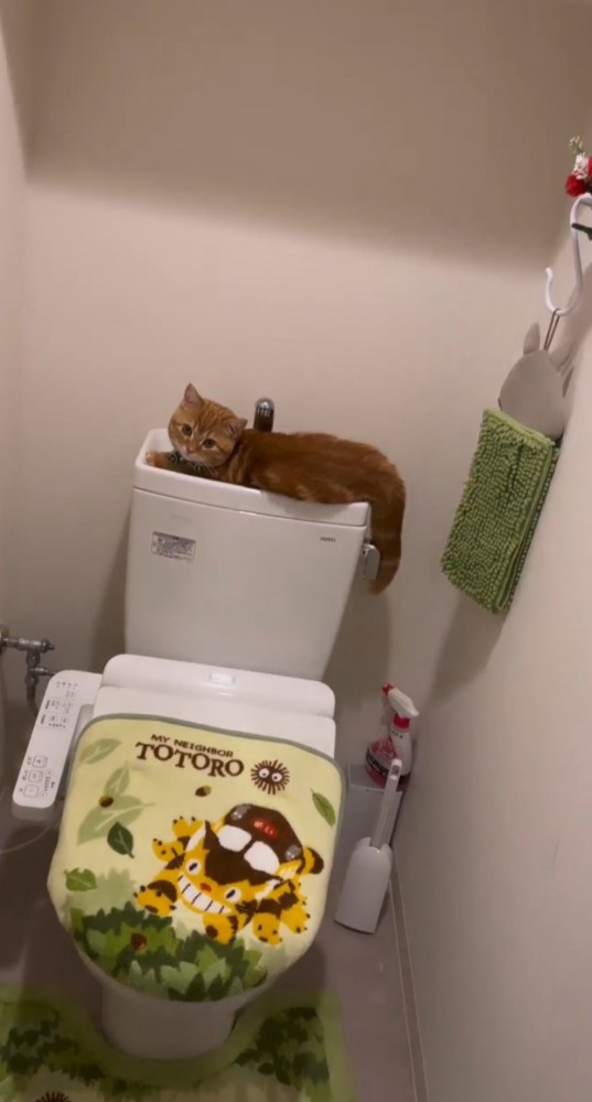 トイレタンクの上の猫1