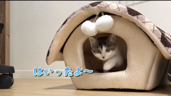 ハウスの中の猫