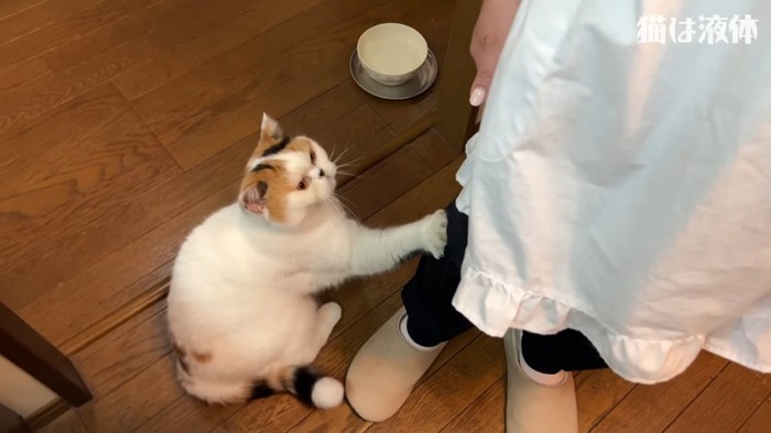 人の足に前足で触る猫