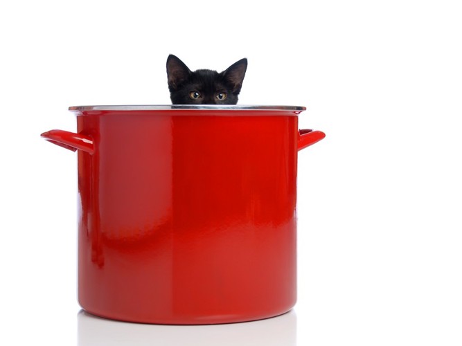赤い鍋と猫