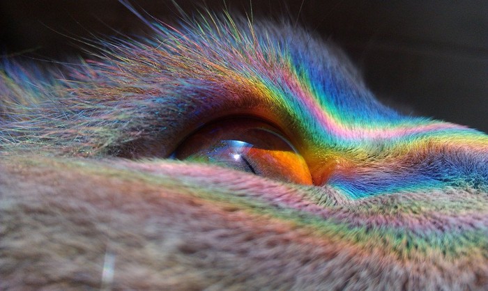 猫の目元に映る七色の光