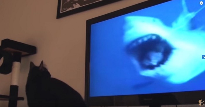 テレビ画面にサメ