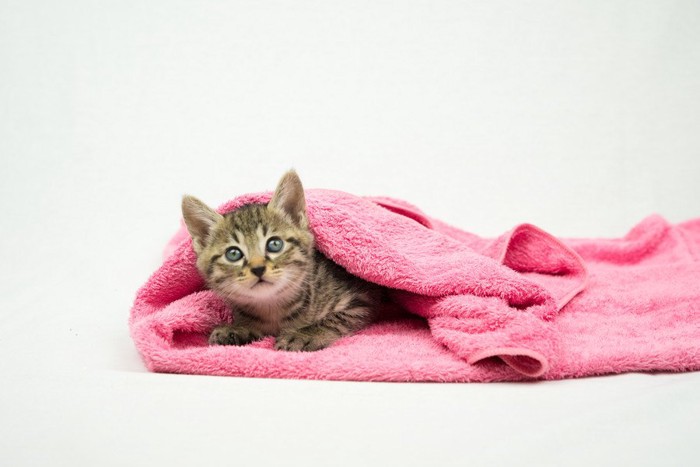 毛布から顔を出す猫