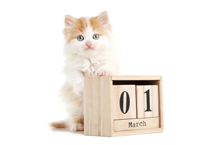 白猫とカレンダー