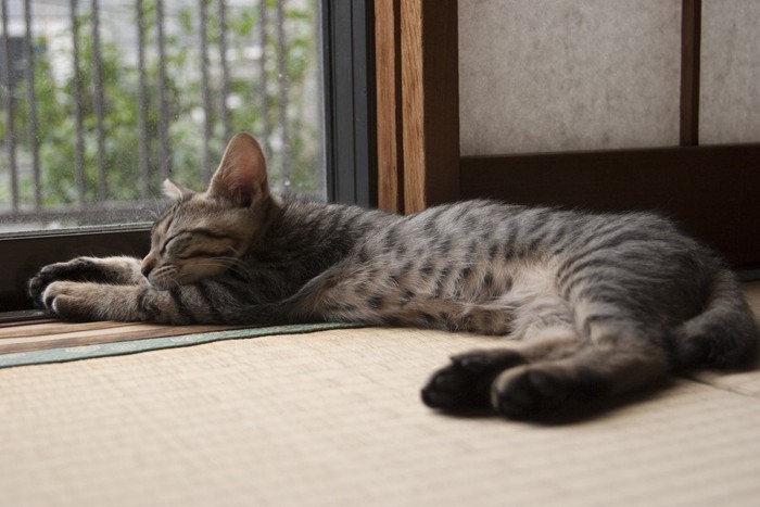 畳で寝ている猫