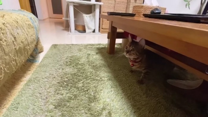 机の下にいる猫