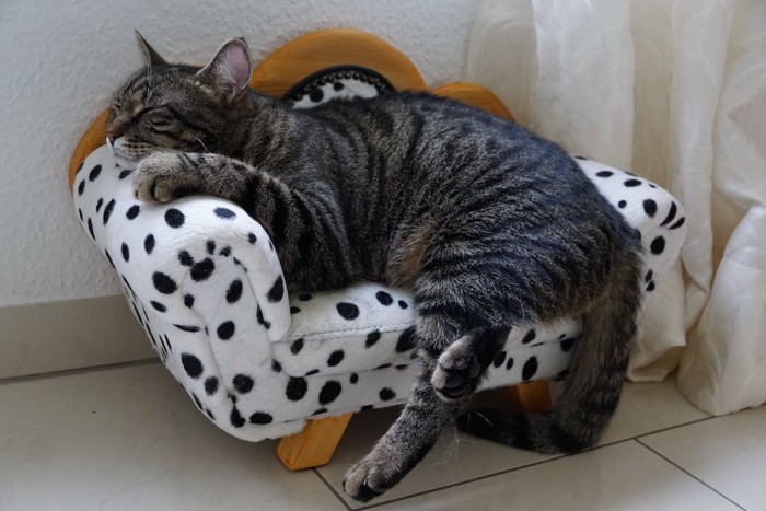 猫用のソファーで眠る猫