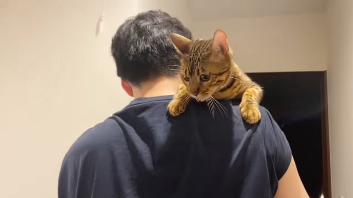 抱っこされ下を見る猫
