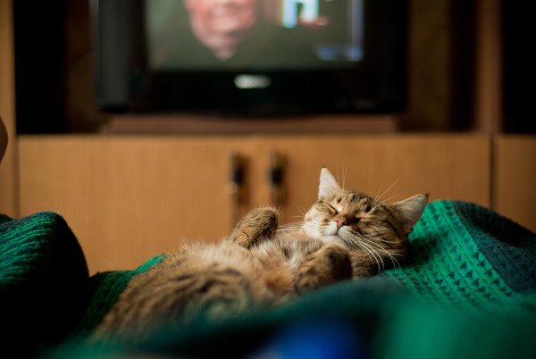 テレビの前で寝る猫