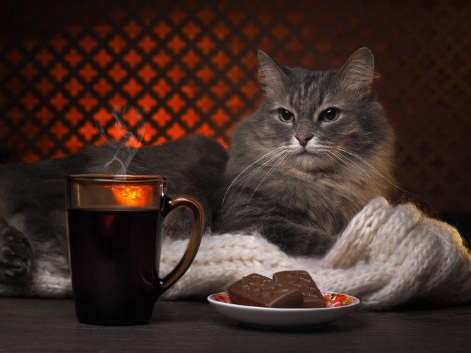 チョコレートとコーヒーと猫