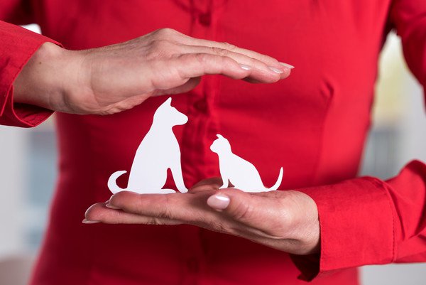 赤い服着た人の犬と猫