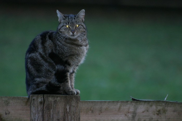 光る目の猫