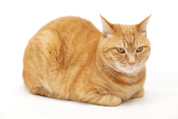 パンのような香箱座りをしている猫