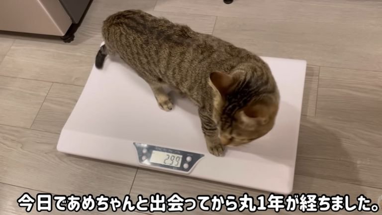 体重測定する猫