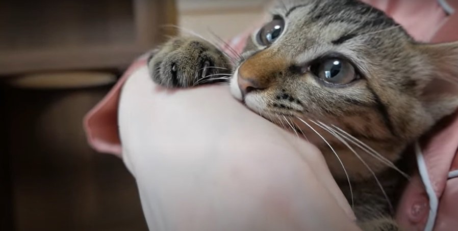 腕を噛む子猫