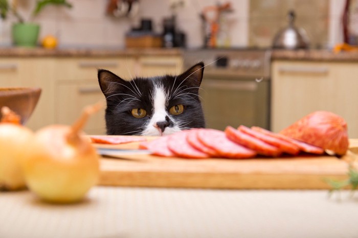 キッチンに侵入してサラミをみつめる猫