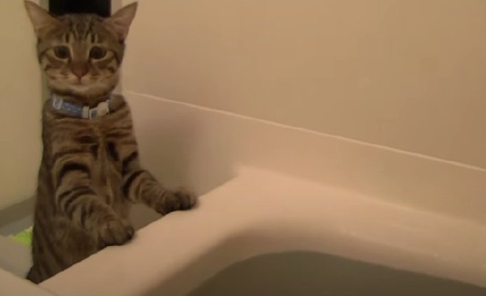 立って浴槽を覗くキジトラ猫