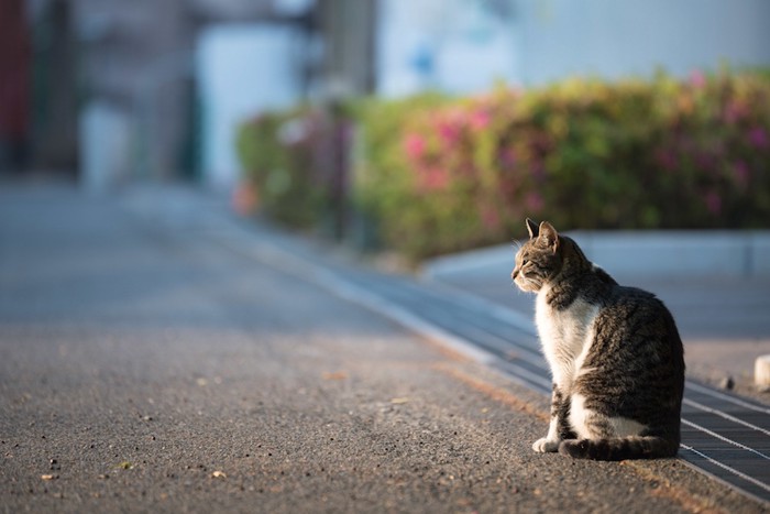 夕日を浴びて道に座る猫