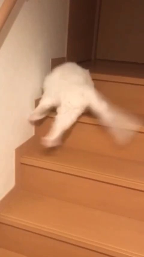 転ぶ猫