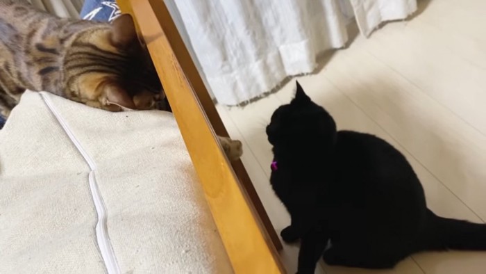 ソファの上の猫とおすわりする黒猫