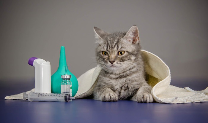 子猫と注射器の写真