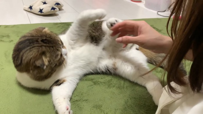 飼い主さんの手を前足と後足で対抗する猫