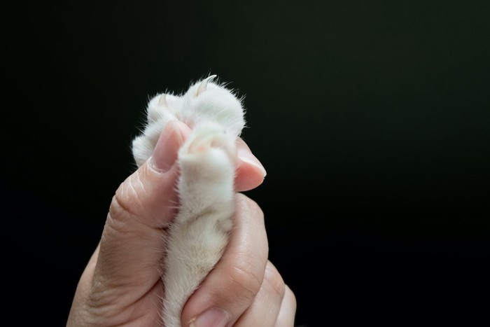 人の手に握られている猫の手