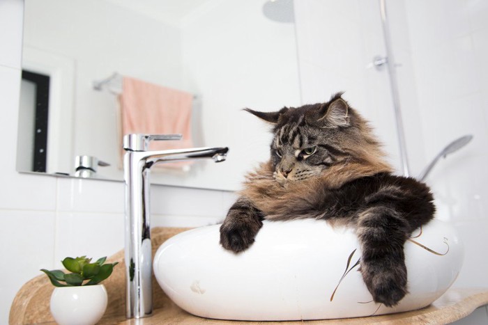 洗面台の猫