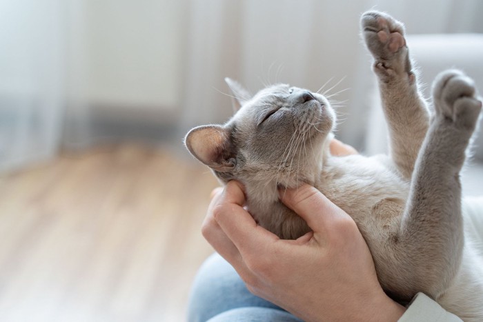 飼い主の手の中で眠る猫