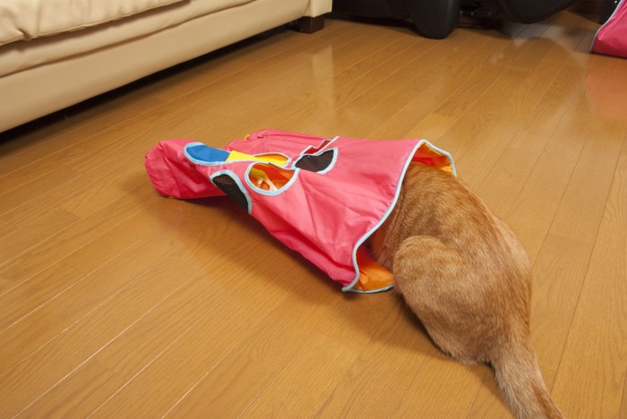 トンネルおもちゃで遊ぶ猫