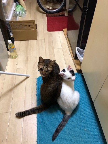 キッチンマットに座る二匹の猫