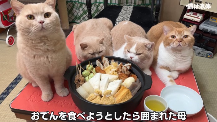 鍋の周りにいる4匹の猫