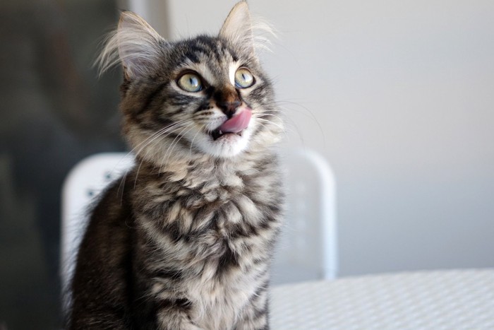 舌をぺろっとする猫