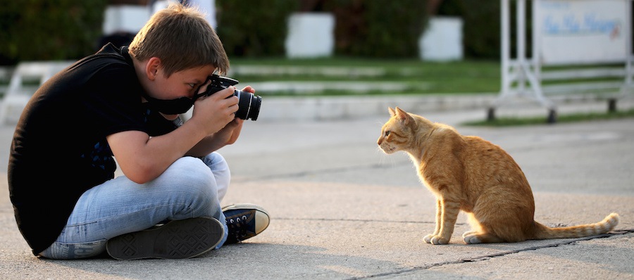 茶トラ猫の写真を撮る少年