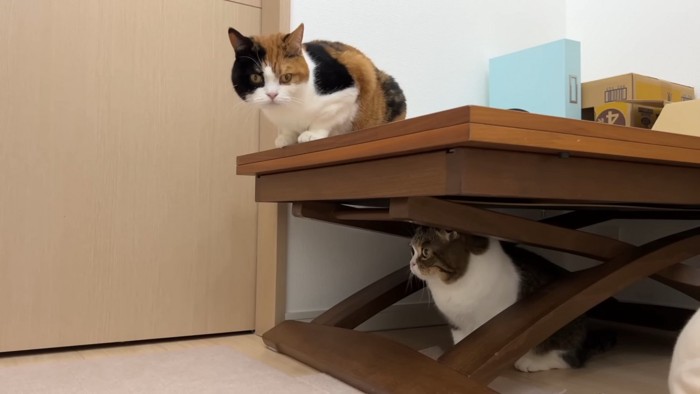 テーブルに乗る猫と下にいる猫