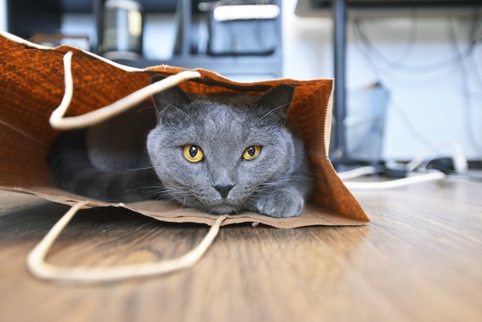 紙袋の中に入る猫