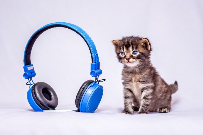 青いヘッドフォンと子猫