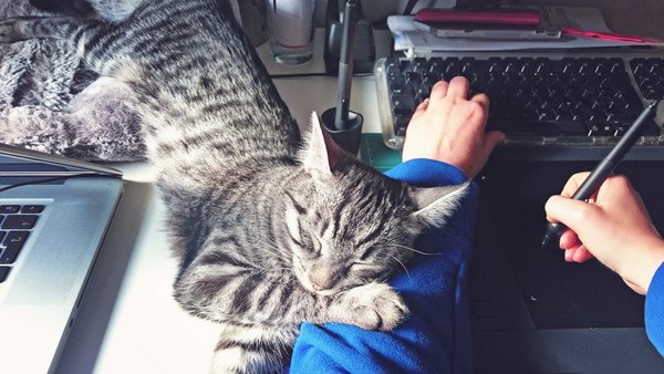 パソコンに置いている腕に枕する猫