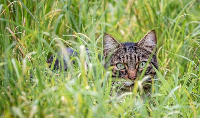 草むらに潜んで獲物を狙う猫