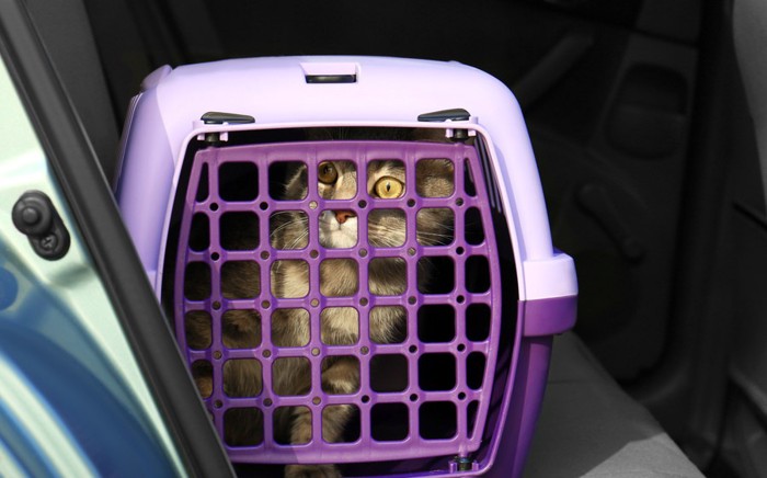 車内のキャリーにいる猫