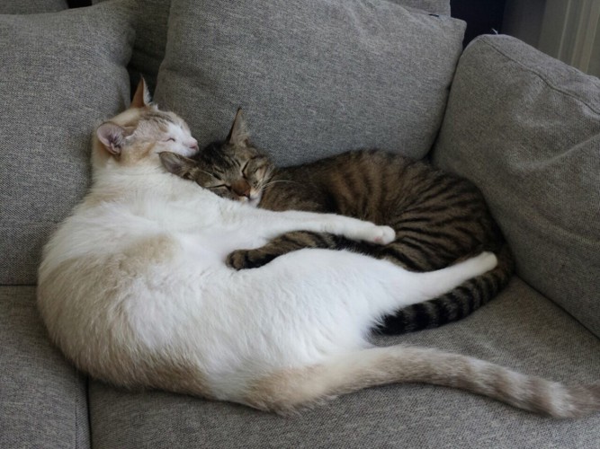 寝ている小太郎と弟猫