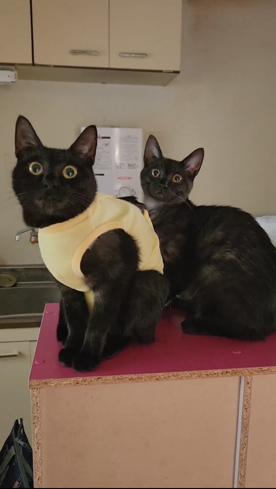 目を見開く2匹の黒猫