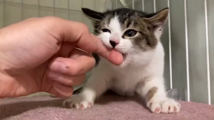人間の指を噛む子猫