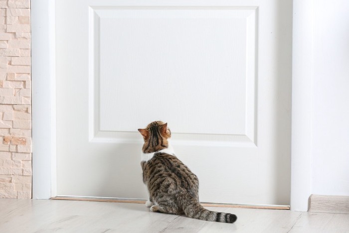 白いドアを見上げている猫